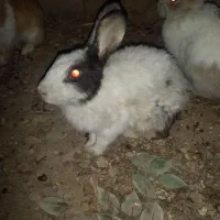 خرگوس