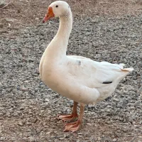 غاز و قوغاز