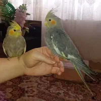 عروس هلندی باهوش ودرجه ۱ ازنژاد خوبش