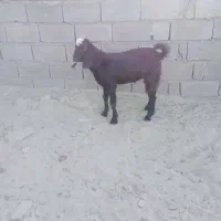 بزغاله نره