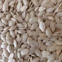 فروش تخمه کدو