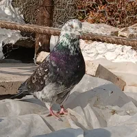 نر قاره مست و سالم|پرنده|هشتگرد, هشتگرد قدیم|دیوار