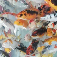 فروش ماهی کوی مخصوص خاص پسندها