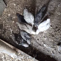 جوجه گلین و جوجه پاپر