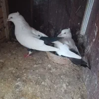 کبوتر زینتی