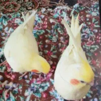 عروس هلندی|پرنده|شیراز, شهرک کوشکک|دیوار