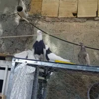 جفت طوقی سیاه بدون غلط