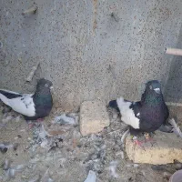 کبوتر سینه|پرنده|مرودشت, استادیوم‎|دیوار