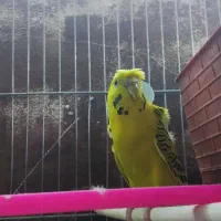 مرغ عشق پروانه ای مولد|پرنده|زیرکوه, |دیوار