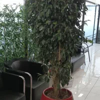 خدمات (باغبانی -حمل گل)|خدمات باغبانی و درختکاری|تهران, گلستان (شهرک راه آهن)|دیوار