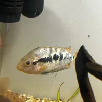 سیچلاید افرا پیش مولد درشت