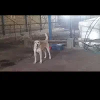 فروش سگ|سگ|گلبهار, شهر جدید گلبهار|دیوار