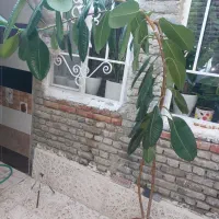 گل خانگی