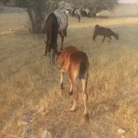 اسب دره شوری