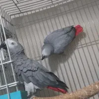 کاسکو جفت مولد کارداده کینگ سایز|پرنده|تهران, مسعودیه|دیوار