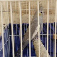 پرنده|پرنده|مشهد, جاهد شهر|دیوار