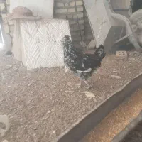 تخم مرغ گلین|حیوانات مزرعه|دزفول, |دیوار