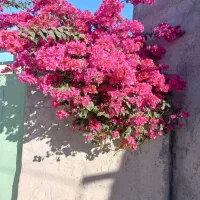 پرستار کودک ۵ساله