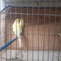 قناری ماده سوپر مست