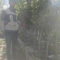 انواع درختان میوه