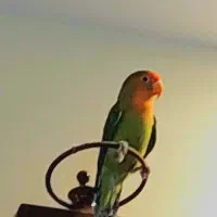 یک جفت کوتوله برزیلی معاوضه با عروس هلندی یا فروش|پرنده|قرچک, زیبا شهر|دیوار