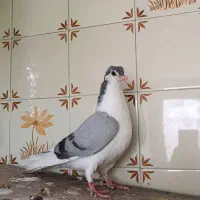 مفلق دمگیر بدرنگ دست پری هیچ پری آماده جلد کردن