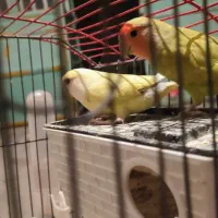 طوطی جفت روی تخم، فنج، سیره خاکی|پرنده|کرمانشاه, |دیوار