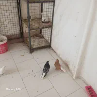 تعداد هفت جفت رنگه درجه یک