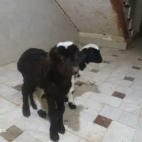 بره شیری خالص افشار|حیوانات مزرعه|قم, قلعه کامکار|دیوار