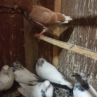 کبوتر فروشی|پرنده|رشت, جانبازان|دیوار