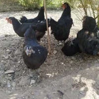 جوجه یکروزه بلک استار