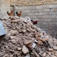 خروس چاق و جوان