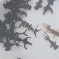 انواع ماهی گلدفیش و ماهی قرمز|ماهی|آمل, |دیوار