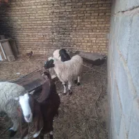 بره زل نر