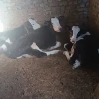 گوساله