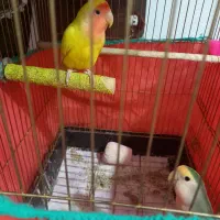 دوکوتوله|پرنده|قم, چهل درخت‎|دیوار