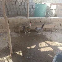 فروش مرغ محلی|حیوانات مزرعه|هندیجان, |دیوار