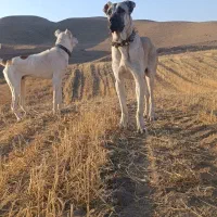 سگ گله|سگ|مشهد, رباط طرق|دیوار