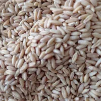 گندم بذری درجه یک سرداری