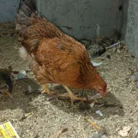 مرغ و خروس محلی و بوقلمون و اردک|حیوانات مزرعه|مشهد, گنبدواز|دیوار