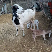 بزبزغاله داردوقلو|حیوانات مزرعه|علی‌آباد کتول, |دیوار