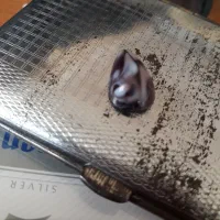 سنگ جواهری وقیمتی الماس ،یاقوت ،زمرد|جواهرات|اردبیل, |دیوار