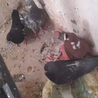 کفتر|پرنده|مشهد, کوی سیدی|دیوار