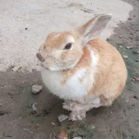 خرگوش
