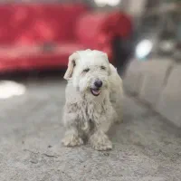 سگ‌گم‌شده