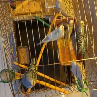 مرغ عشق ۶عدد با قفس طلایی زیبا و وسایل