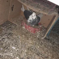 کود کبوتر|گل و گیاه طبیعی|کهریزک, |دیوار