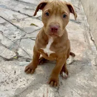 توله سگ پیت بول