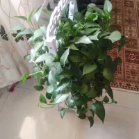 6 تا گل آپارتمانی سالم 2 تخته فرش و یک بوفه سلطنتی|صنایع دستی و سایر لوازم تزئینی|شیراز, رکن‌آباد|دیوار