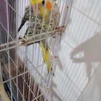 پرنده عروس رنگ خاص